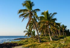 Palm trees on tropical shore. royalty free stock photo Palm trees on tropical shore. royalty free stock photo