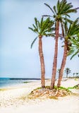 Palm trees on white sand beach Royalty Free Stock Photography Palm trees on white sand beach Royalty Free Stock Photography