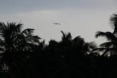 Palm trees and white sandy beach at the sunset in Caribbeans royalty free illustration Palm trees and white sandy beach at the sunset in Caribbeans royalty free illustration
