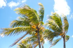 Palm trees in the wind