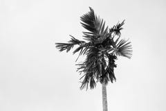 Palm Trees With In Black And White, Bottom View Royalty Free Stock Photos Palm Trees With In Black And White, Bottom View Royalty Free Stock Photos