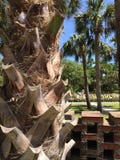 Palm trunk closeup. brick fence. stock photo Palm trunk closeup. brick fence. stock photo