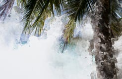 Palma della noce di cocco Fotografia Stock Libera da Diritti Palma della noce di cocco Fotografia Stock Libera da Diritti