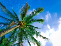 Palma hermosa de la playa con el cielo azul y las nubes imagen de archivo libre de regalías Palma hermosa de la playa con el cielo azul y las nubes imagen de archivo libre de regalías