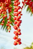 Palma rossa di maragià immagini stock libere da diritti Palma rossa di maragià immagini stock libere da diritti