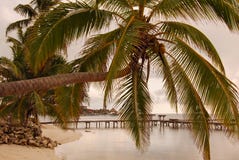 Palma sobre el agua en la salida del sol en Belice imágenes de archivo libres de regalías Palma sobre el agua en la salida del sol en Belice imágenes de archivo libres de regalías