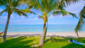 Palma sulla spiaggia || Bella spiaggia Vista della spiaggia tropicale piacevole con le palme intorno Linea costiera, paesaggio in fotografie stock libere da diritti Palma sulla spiaggia || Bella spiaggia Vista della spiaggia tropicale piacevole con le palme intorno Linea costiera, paesaggio in fotografie stock libere da diritti
