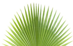 Palmblad. royalty-vrije stock afbeeldingen Palmblad. royalty-vrije stock afbeeldingen