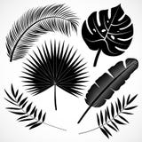 Palmblätter silhouettieren gesetztes Schwarzes stock abbildung Palmblätter silhouettieren gesetztes Schwarzes stock abbildung