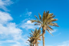 Palme contro la bella isola tropicale del chiaro cielo blu immagine stock Palme contro la bella isola tropicale del chiaro cielo blu immagine stock