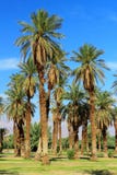 Palme da datteri all'insenatura della fornace, parco nazionale di Death Valley, California immagine stock libera da diritti Palme da datteri all'insenatura della fornace, parco nazionale di Death Valley, California immagine stock libera da diritti