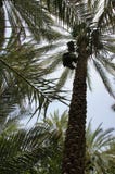 Palme da datteri, epoche di raccolta fotografia stock libera da diritti Palme da datteri, epoche di raccolta fotografia stock libera da diritti