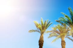 Palme tropicali verdi sopra chiaro cielo blu Estate e concetto di viaggio Priorità bassa di festa Foglie di palma e rami Fotografia Stock Palme tropicali verdi sopra chiaro cielo blu Estate e concetto di viaggio Priorità bassa di festa Foglie di palma e rami Fotografia Stock