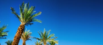 Palme tropicali verdi sopra chiaro cielo blu Estate e concetto di viaggio Priorità bassa di festa Foglie di palma e rami Immagine Stock Libera da Diritti Palme tropicali verdi sopra chiaro cielo blu Estate e concetto di viaggio Priorità bassa di festa Foglie di palma e rami Immagine Stock Libera da Diritti