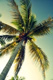 Palme von unterhalb - Panglao, Bohol-Insel, Philippinen stockfotografie Palme von unterhalb - Panglao, Bohol-Insel, Philippinen stockfotografie
