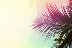 Palmeblätter auf Himmelhintergrund Palmblatt über Himmel Rosa und Gelb tonten Foto Lizenzfreie Stockfotografie Palmeblätter auf Himmelhintergrund Palmblatt über Himmel Rosa und Gelb tonten Foto Lizenzfreie Stockfotografie