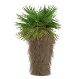 Palmeira isolada. Filifera de Washingtonia imagem de stock Palmeira isolada. Filifera de Washingtonia imagem de stock
