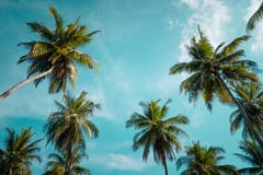 Palmeiras contra o céu azul, palmeiras na costa tropical, vintage tonificado e estilizado, árvore de coco, árvore do verão, retr foto de stock Palmeiras contra o céu azul, palmeiras na costa tropical, vintage tonificado e estilizado, árvore de coco, árvore do verão, retr foto de stock