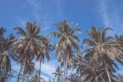 Palmen gegen blauen Himmel, Palmen an der tropischen Küste stockfotografie Palmen gegen blauen Himmel, Palmen an der tropischen Küste stockfotografie
