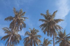 Palmen gegen blauen Himmel, Palmen an der tropischen Küste, Weinlese getont und stilisiert, Kokosnussbaum, Sommerbaum, Retro- stockfotos Palmen gegen blauen Himmel, Palmen an der tropischen Küste, Weinlese getont und stilisiert, Kokosnussbaum, Sommerbaum, Retro- stockfotos