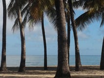 Palmen op leeg strand royalty-vrije stock afbeelding Palmen op leeg strand royalty-vrije stock afbeelding