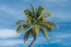 Palmera en el cielo nublado fotos de archivo libres de regalías Palmera en el cielo nublado fotos de archivo libres de regalías