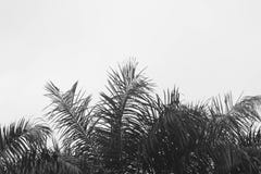 Palmera y cielo de Sihouette fotos de archivo Palmera y cielo de Sihouette fotos de archivo
