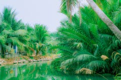 Palmeras cerca del río fotos de archivo libres de regalías Palmeras cerca del río fotos de archivo libres de regalías