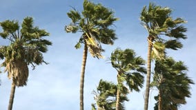 Palmeras en el viento Palmeras en el viento