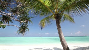 Palmeras sobre laguna tropical con la playa blanca metrajes Palmeras sobre laguna tropical con la playa blanca metrajes
