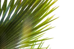 Palmette contre le ciel, palmiers sur la côte tropicale, arbre du sud, palmier au soleil image stock Palmette contre le ciel, palmiers sur la côte tropicale, arbre du sud, palmier au soleil image stock