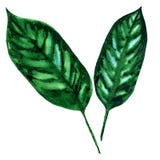 Palmettes exotiques tropicales, feuille verte, d'isolement, illustration d'aquarelle sur le blanc illustration stock Palmettes exotiques tropicales, feuille verte, d'isolement, illustration d'aquarelle sur le blanc illustration stock