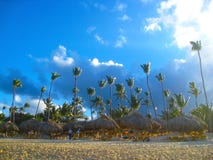 Palmiers exotiques grands sur une des plages des Caraïbes, île des Caraïbes, République Dominicaine image stock Palmiers exotiques grands sur une des plages des Caraïbes, île des Caraïbes, République Dominicaine image stock