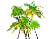 Palmiers tropicaux, d'isolement Palmiers tropicaux, d'isolement