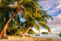 Palms at sunrise, Anse Volbert beach on Praslin island royalty free stock photo Palms at sunrise, Anse Volbert beach on Praslin island royalty free stock photo