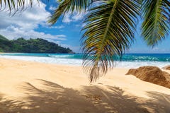 Palms and tropical beach with white sand. stock image Palms and tropical beach with white sand. stock image