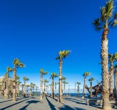 Palmträd på en strandpromenad som vänder mot havet fotografering för bildbyråer Palmträd på en strandpromenad som vänder mot havet fotografering för bildbyråer