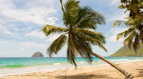 Palmträden på den karibiska stranden, Martinique ö royaltyfri foto Palmträden på den karibiska stranden, Martinique ö royaltyfri foto