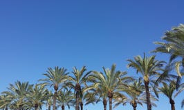 Palmträdet promenerar medelhavs- blå molnfri himmelhimmel royaltyfri foto Palmträdet promenerar medelhavs- blå molnfri himmelhimmel royaltyfri foto