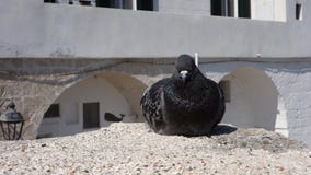 Paloma de roca Paloma de roca