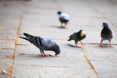 Palomas hambrientas que comen el pan en la calle imagenes de archivo Palomas hambrientas que comen el pan en la calle imagenes de archivo