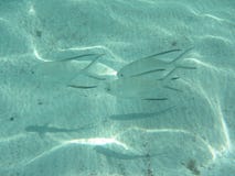 Palometa-Fischschwimmen entlang sandigem Bereich nahe Korallenriff lizenzfreie stockfotos Palometa-Fischschwimmen entlang sandigem Bereich nahe Korallenriff lizenzfreie stockfotos