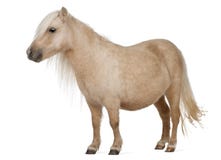 Palomino Shetland pony, Equus caballus, 3 years old royalty free stock image Palomino Shetland pony, Equus caballus, 3 years old royalty free stock image