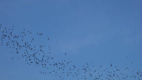 Palos que vuelan con el cielo azul Palos que vuelan con el cielo azul