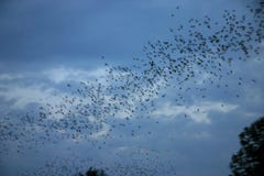 Palos que vuelan hacia fuera Palos que vuelan hacia fuera
