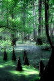 Palude Mystical del cipresso fotografie stock libere da diritti Palude Mystical del cipresso fotografie stock libere da diritti