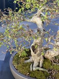 Palude selvaggia dei bonsai fotografia stock Palude selvaggia dei bonsai fotografia stock