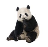 panda 18 γιγαντιαίο μηνών melanoleuca ailuropoda στοκ εικόνες panda 18 γιγαντιαίο μηνών melanoleuca ailuropoda στοκ εικόνες