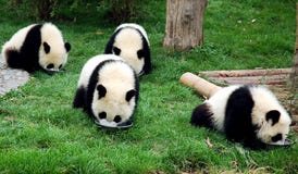 Panda Stock Photography