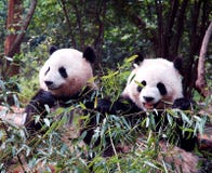 Panda Stock Photos